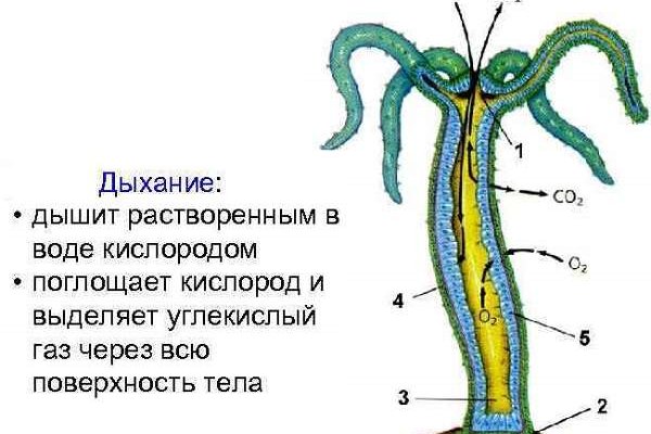 Кракен адрес